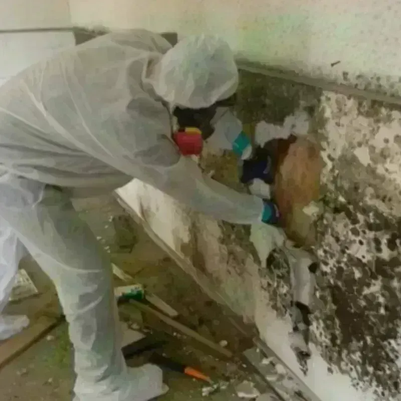 Best Mold Remediation and Removal Service in Danby, VT